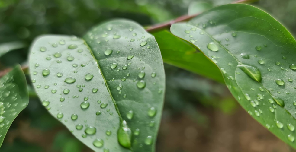 Lilacwaterdrops