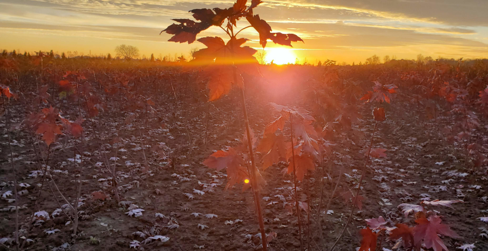 Rubrumsunset