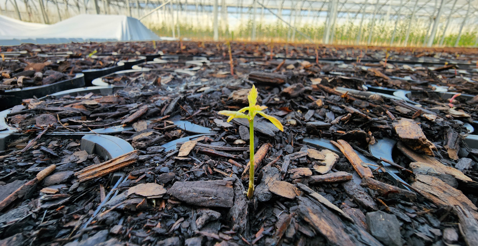 oakseedling